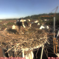 08_50-nest.jpg