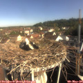 08_55-nest.jpg