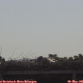 09_10-mast.jpg