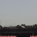 09_15-mast.jpg