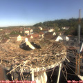 09_20-nest.jpg