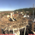 09_40-nest.jpg
