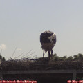 09_45-mast.jpg