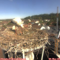 09_45-nest.jpg