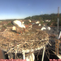 09_50-nest.jpg