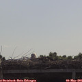 10_00-mast.jpg