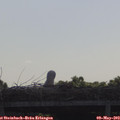 10_05-mast.jpg