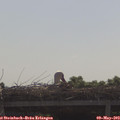 10_10-mast.jpg