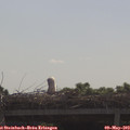 10_15-mast.jpg