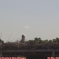 10_20-mast.jpg