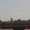 10_25-mast.jpg