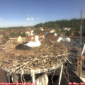 10_25-nest.jpg