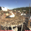 10_30-nest.jpg