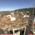 10_50-nest.jpg