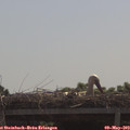 11_00-mast.jpg
