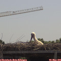 11_45-mast.jpg