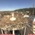 11_50-nest.jpg