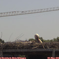 12_00-mast.jpg