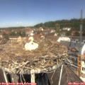 12_00-nest.jpg
