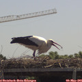 12_10-mast.jpg