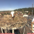 12_10-nest.jpg