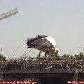 12_15-mast.jpg