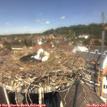 12_50-nest.jpg