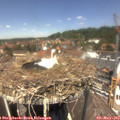 13_00-nest.jpg
