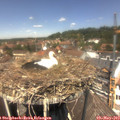 13_05-nest.jpg