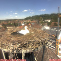 13_10-nest.jpg
