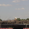 13_15-mast.jpg