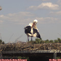 13_50-mast.jpg