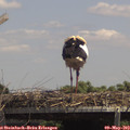 13_55-mast.jpg