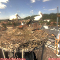 13_55-nest.jpg