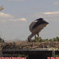 14_00-mast.jpg