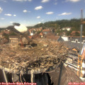14_00-nest.jpg