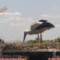 14_05-mast.jpg