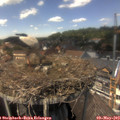 14_05-nest.jpg