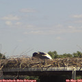 14_10-mast.jpg