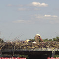 14_15-mast.jpg