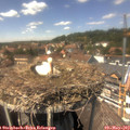 14_15-nest.jpg