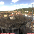 14_25-nest.jpg