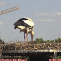 14_50-mast.jpg