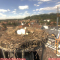 14_50-nest.jpg