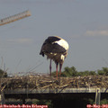 14_55-mast.jpg
