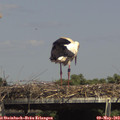 15_00-mast.jpg