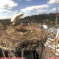 15_05-nest.jpg