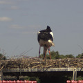 15_10-mast.jpg