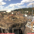 15_10-nest.jpg