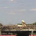 15_15-mast.jpg
